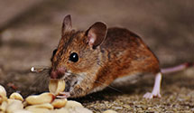 termite-control Experts in Alexander Spr